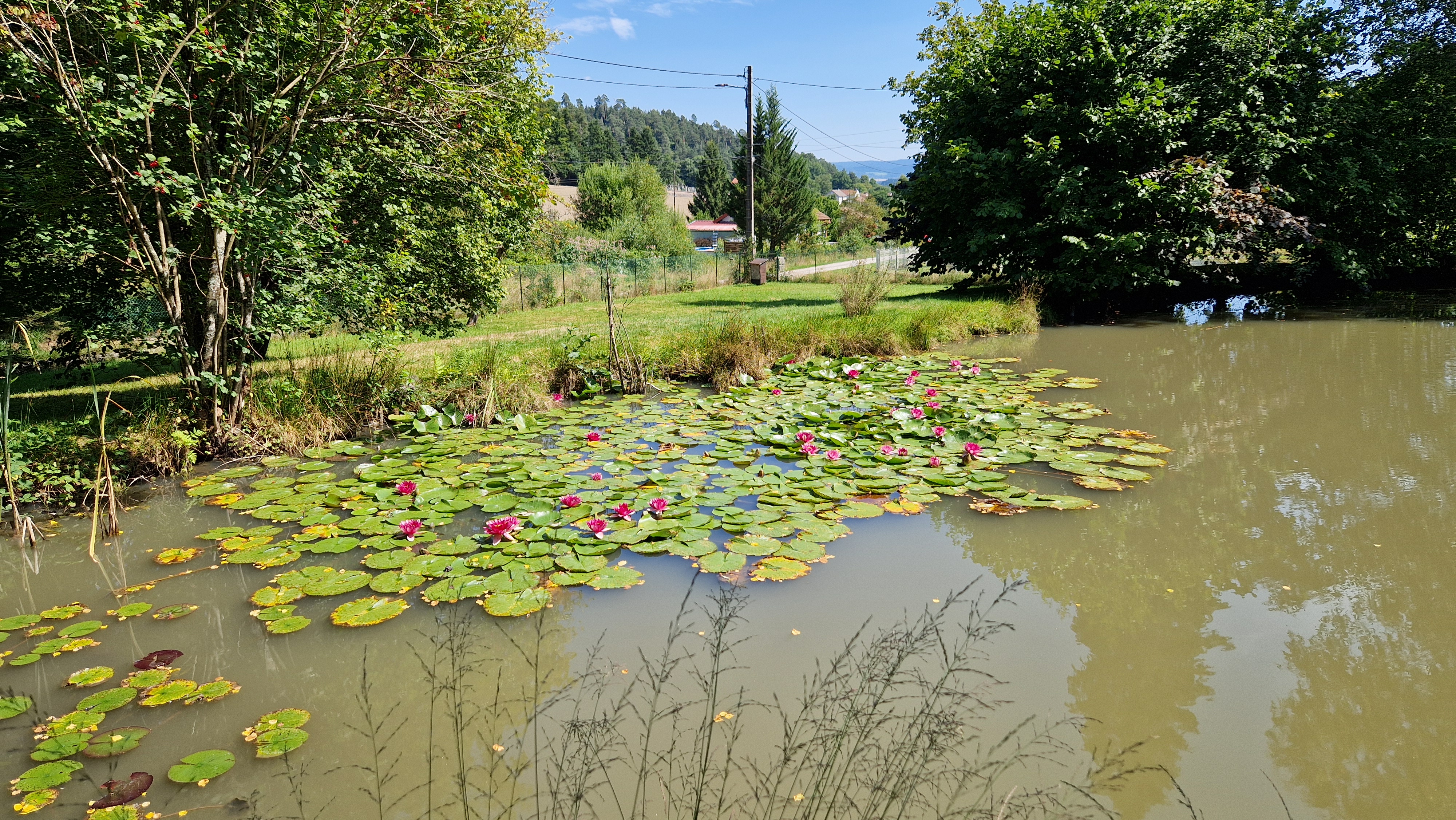 Étang aux nénuphars